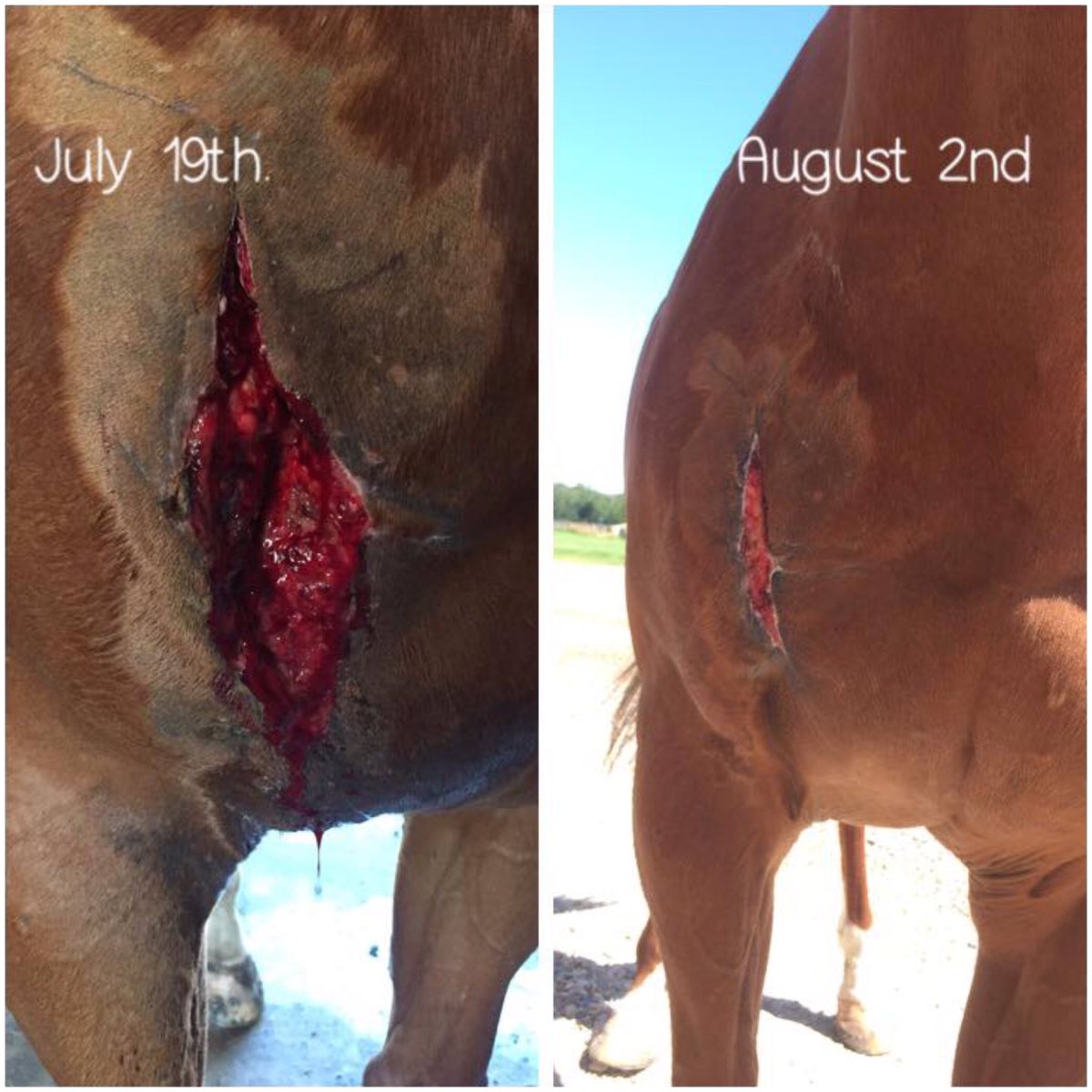 Before and After, Cold Salt Spa therapy at Coulee Equine. #horserehab #quickrecovery