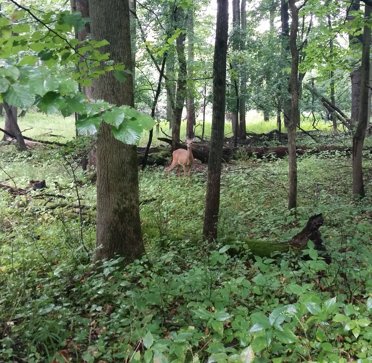 It's no national park, but loved my #nps100vrc 10K along the DPR trail. Even saw a little wildlife #NPS100