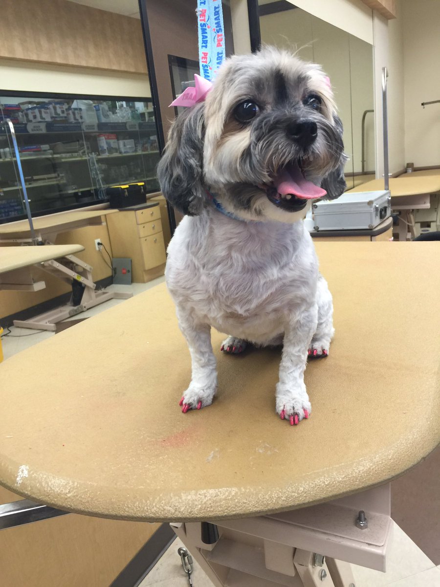 jezzy2828's tweet photo. This lil girly came in for a groom and pink nails https://t.co/U7SHOqVs3d