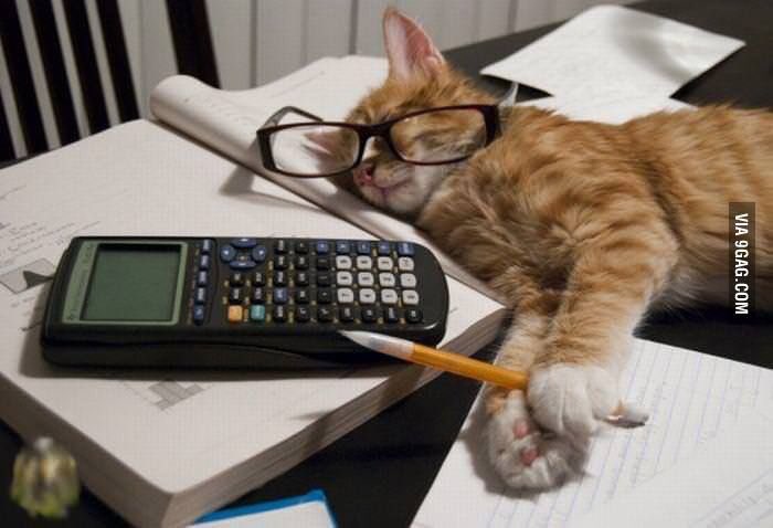 PalmerstonFOCat's tweet photo. Anyone disappointed on results day - I didn't get a single GCSE or A-level and look at me now, running the country! https://t.co/uQIv1iKryA