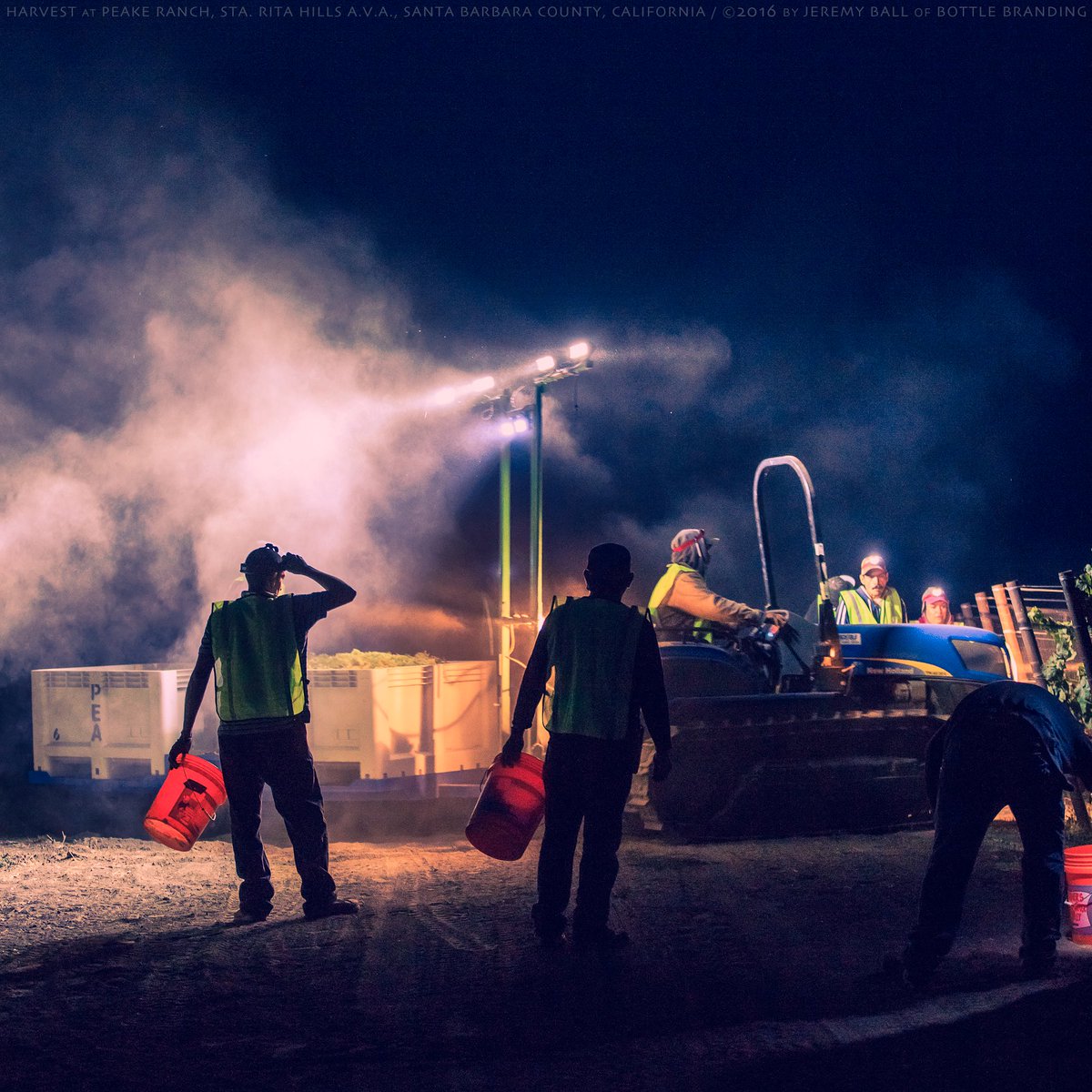 #harvest16 at #PeakeRanch #vineyards in the #staritahills AVA! #Chardonnay #wine #bottlebranding #canonusa #sbcwine