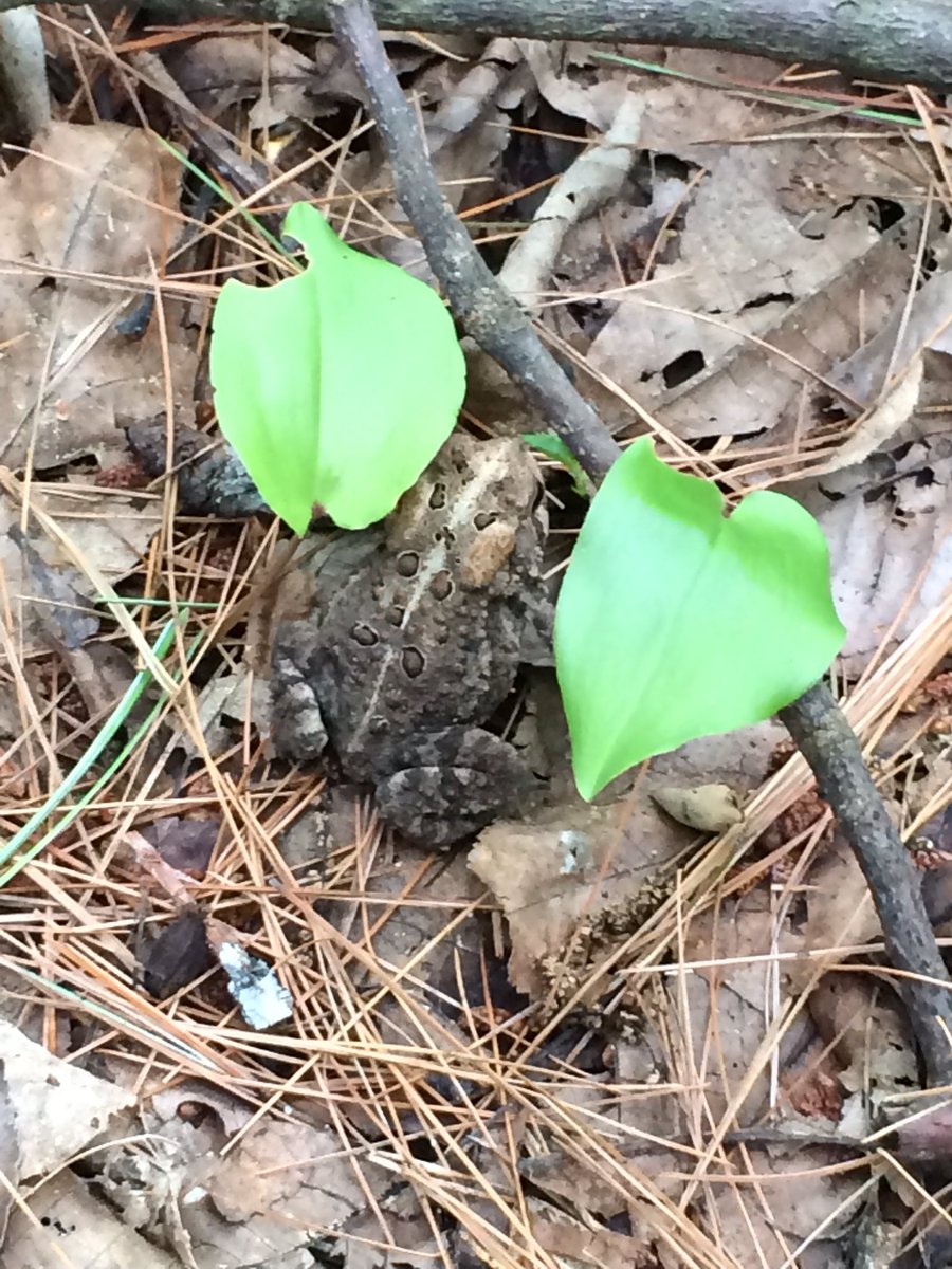 ddonovan_bio16's tweet photo. Amphibian: Anaxyrus americanus. (42.266009, -71.61319). @drtryan #2016RangerBio https://t.co/ItgR71FIWC
