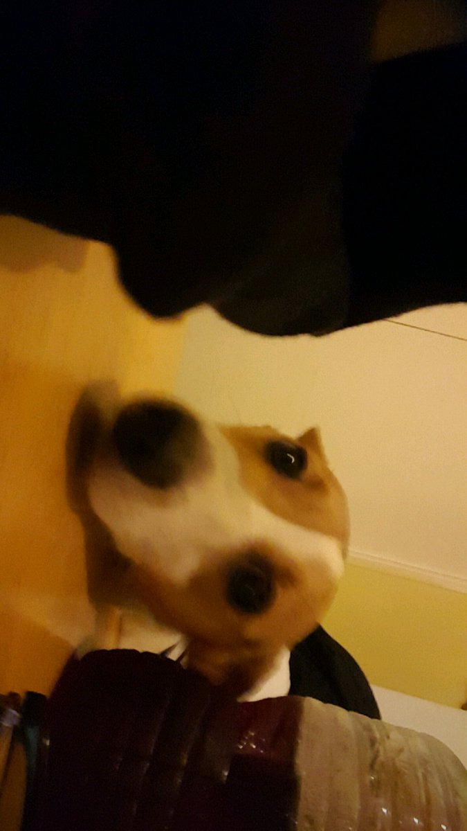 DogsForLife5's tweet image. Puppyyy 😍😍😍😍😍😍😍😍😍😍😍😍😍😍😍😍😍 love him so much