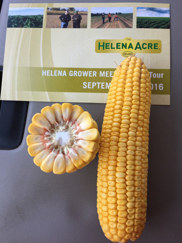 thelented's tweet photo. Dekalb 58-06 on a full Helena acre is doing very well. Checked at 187bu/acre dry land. https://t.co/xc3ZW9Xn4G