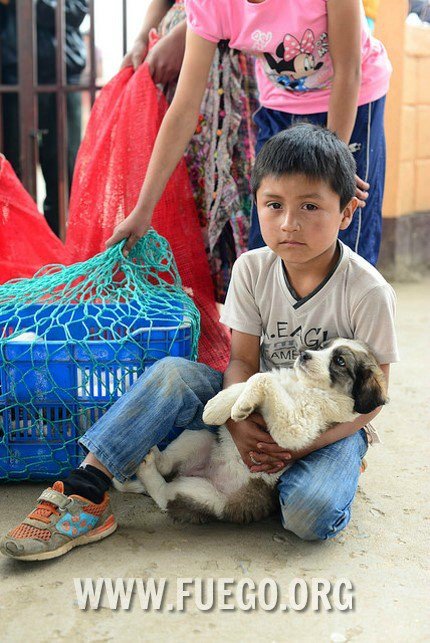 FuegoFoundation's tweet photo. ¿Le puede ayudar a mi perrito? (Can you help my puppy?)  Yes! Due to recent addition of vet med to our mission team! https://t.co/8cuj7PCfHD