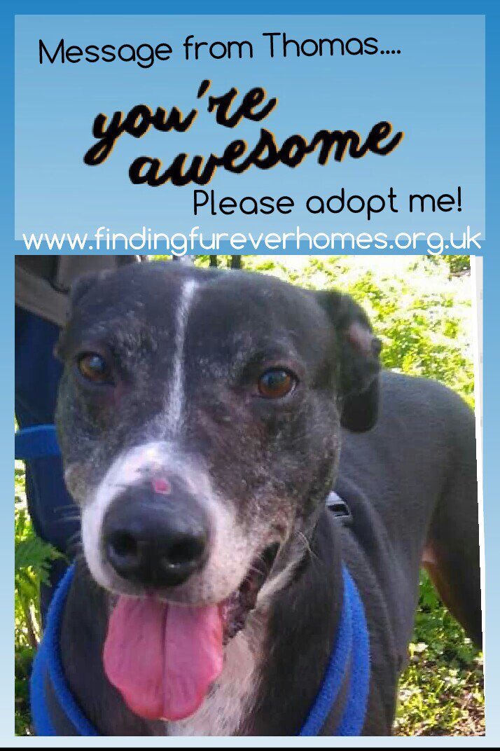 karen73984451's tweet photo. #rehomehour #locely lurcher X lad looking for a #rescueready home #Thomas plz RT @NWDogRescue https://t.co/a9CnNdbVTb