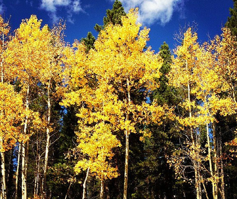 coloradogov's tweet image. Celebrate 100 years of our national parks! Skip the DMV, renew online &amp;amp; get outside! colorado.gov/dmv #NPS100