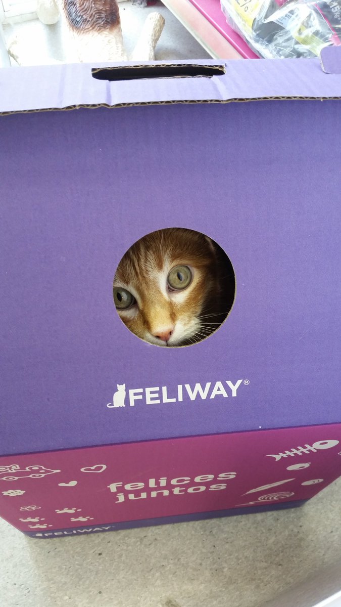 MeliOnly7's tweet photo. Cuando te sientes observada mientras trabajas por un gato siniestro #Torcu #Comoseaburre ❤😹 https://t.co/oz0ECvhaie
