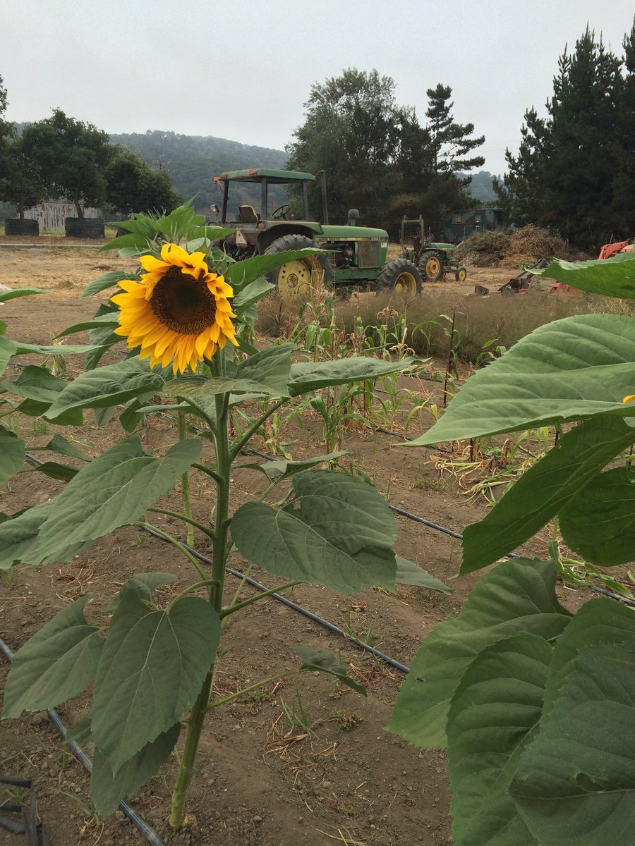 EBFarmStand's tweet photo. It's sunflower season! 🌻 https://t.co/eTSKiQ5bx8