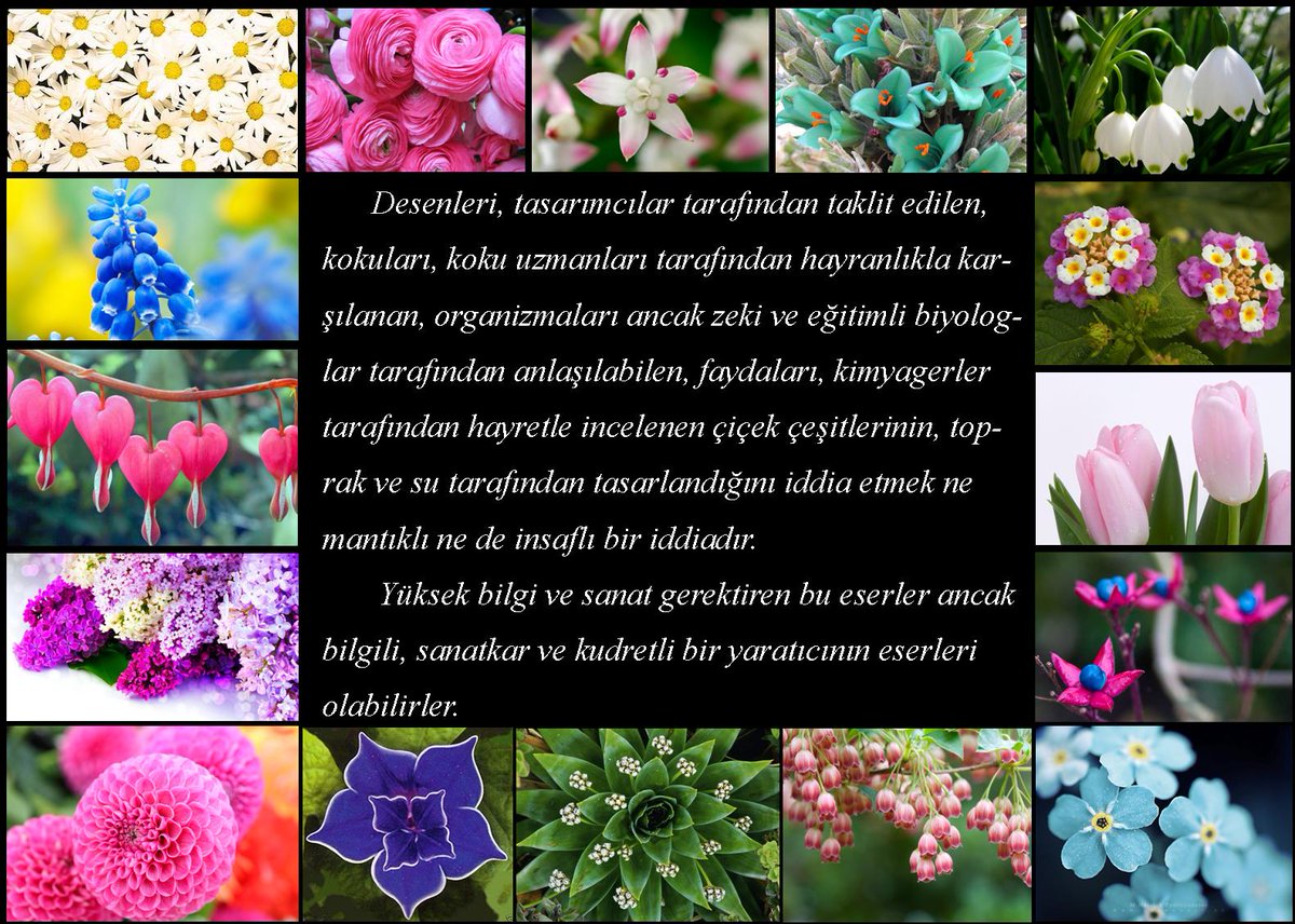 Çiçeklerdeki metabolizma, desen, renk ve kokular, toprak tarafından mı tasarlandı?