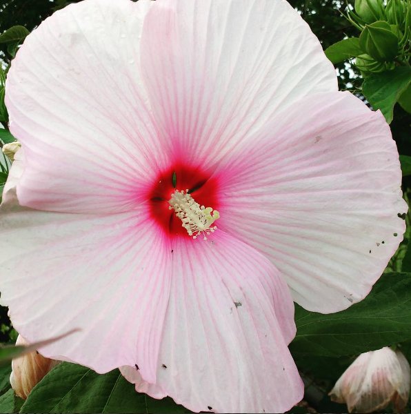 LeapingDeerFarm's tweet photo. Take a look at this beautiful #hibiscus on the #farm #ldafam #nature https://t.co/I01DHq0Qdc