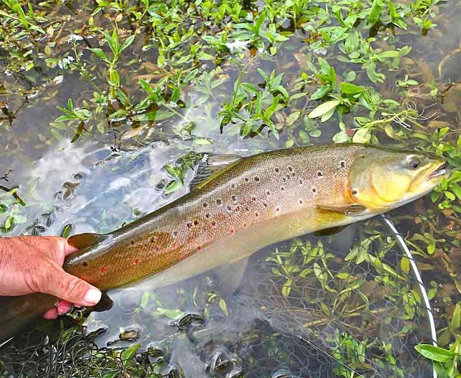 sunrayflyfish's tweet photo. Big ol' #browntrout ready for release. #sunrayflyfish #microthin #flyfishing #flyfishingju… https://t.co/DqD0eVPVPT https://t.co/pFVZOpHYpw
