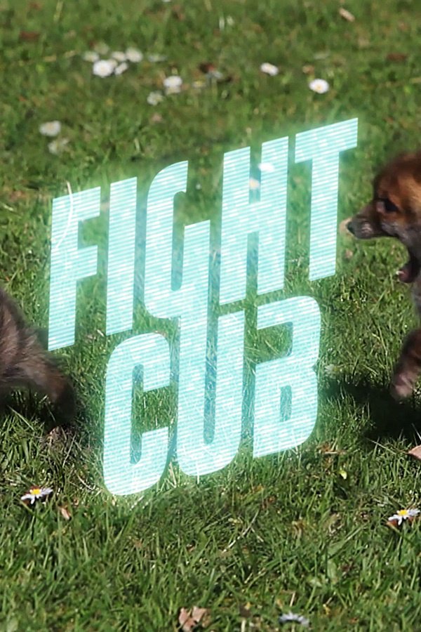 Figmints's tweet image. #NativeCreative “Fight Cub” Stock footage of #cuteanimals rough housing hubs.ly/H045-WP0 via @dissolve