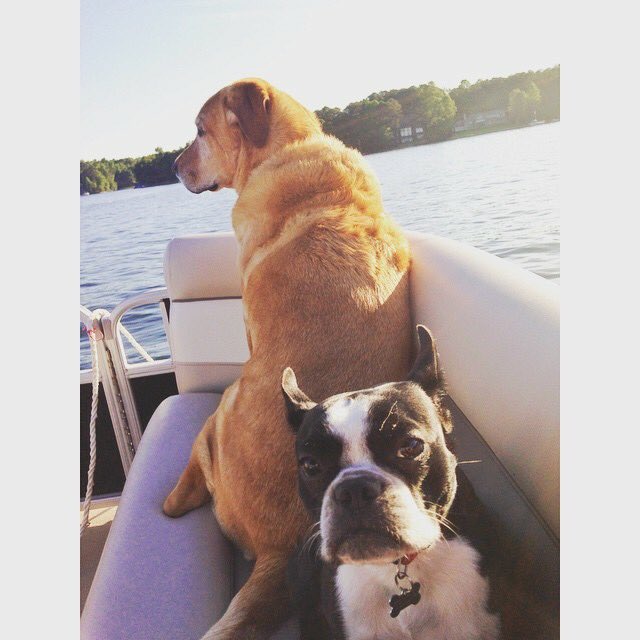 FreeBigRuby's tweet image. This is not Big Ruby...Zelda cannot be fooled #FreeBigRuby