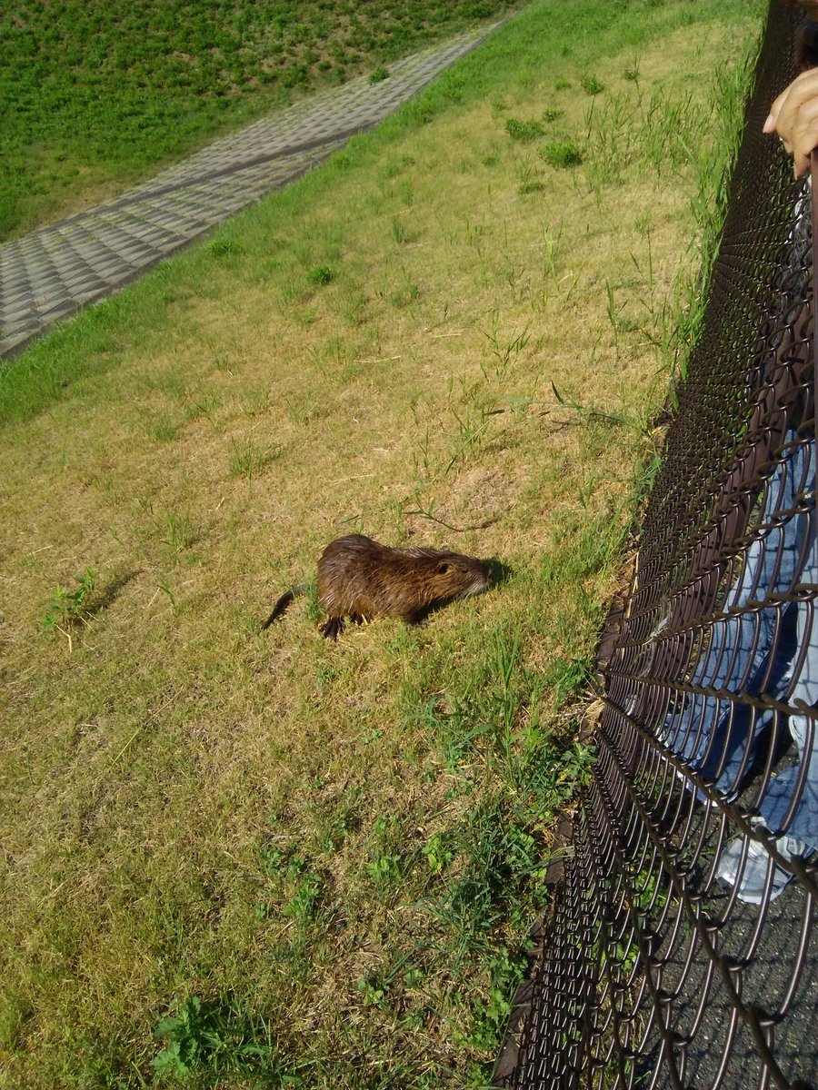 西宮市ニテコ池 西宮市ニテコ池