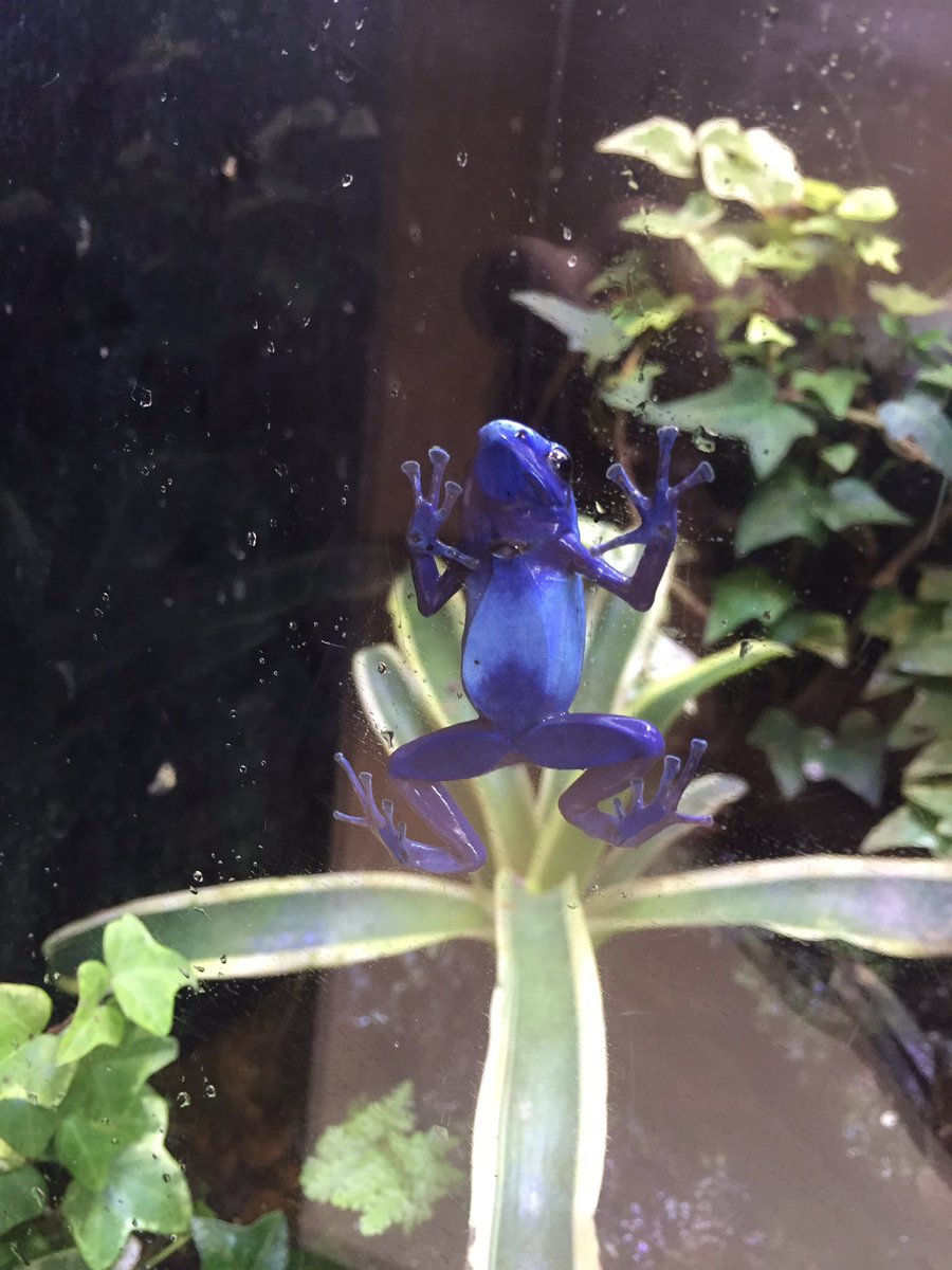 仙台うみの杜水族館】めずらしく水槽面に張り付いていたコバルト