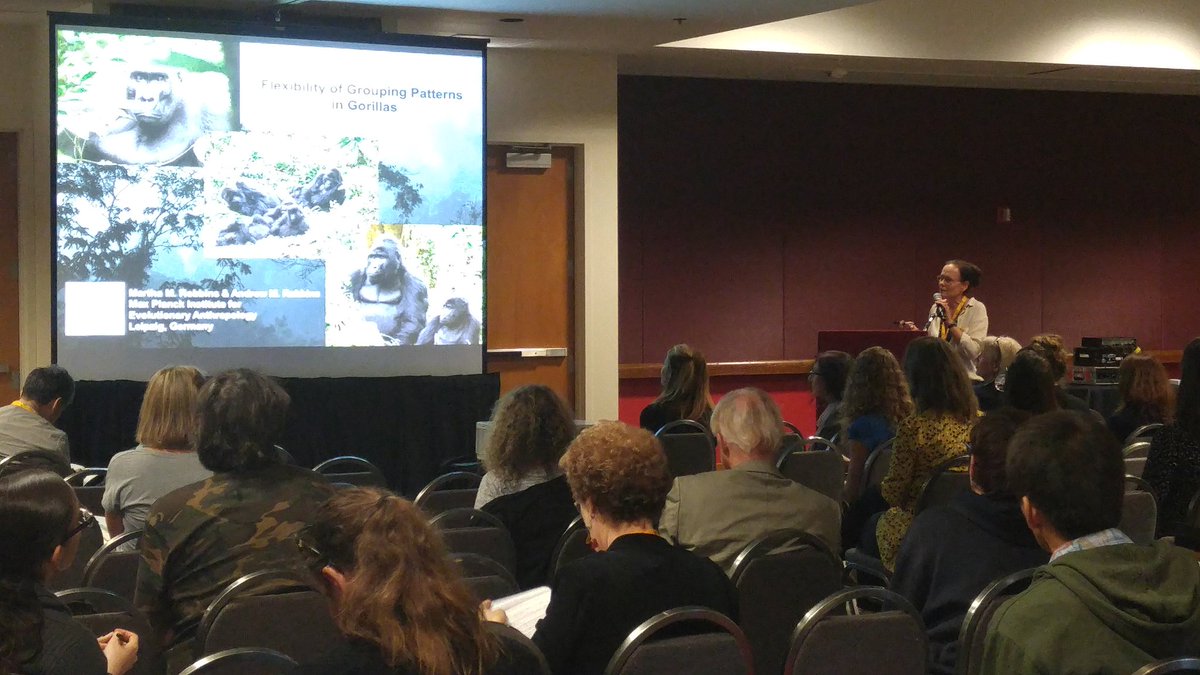 jordigalbany's tweet photo. Martha Robbins presenting on flexibility of grouping patterns in gorillas @IPS_2016 #ipsasp2016 https://t.co/FroA9dbePd