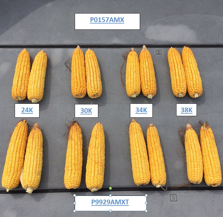 brycedcmn's tweet photo. Random ears pulled from PKF plot looking at effects of different populations.  #P0157AMX #P9929AMXT https://t.co/wPYEAK2USN