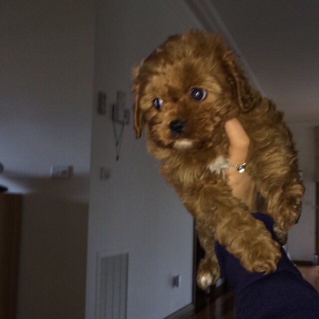 SienaConte's tweet photo. #SECRETLIFEOFMYPET https://t.co/gPrlKqOavw