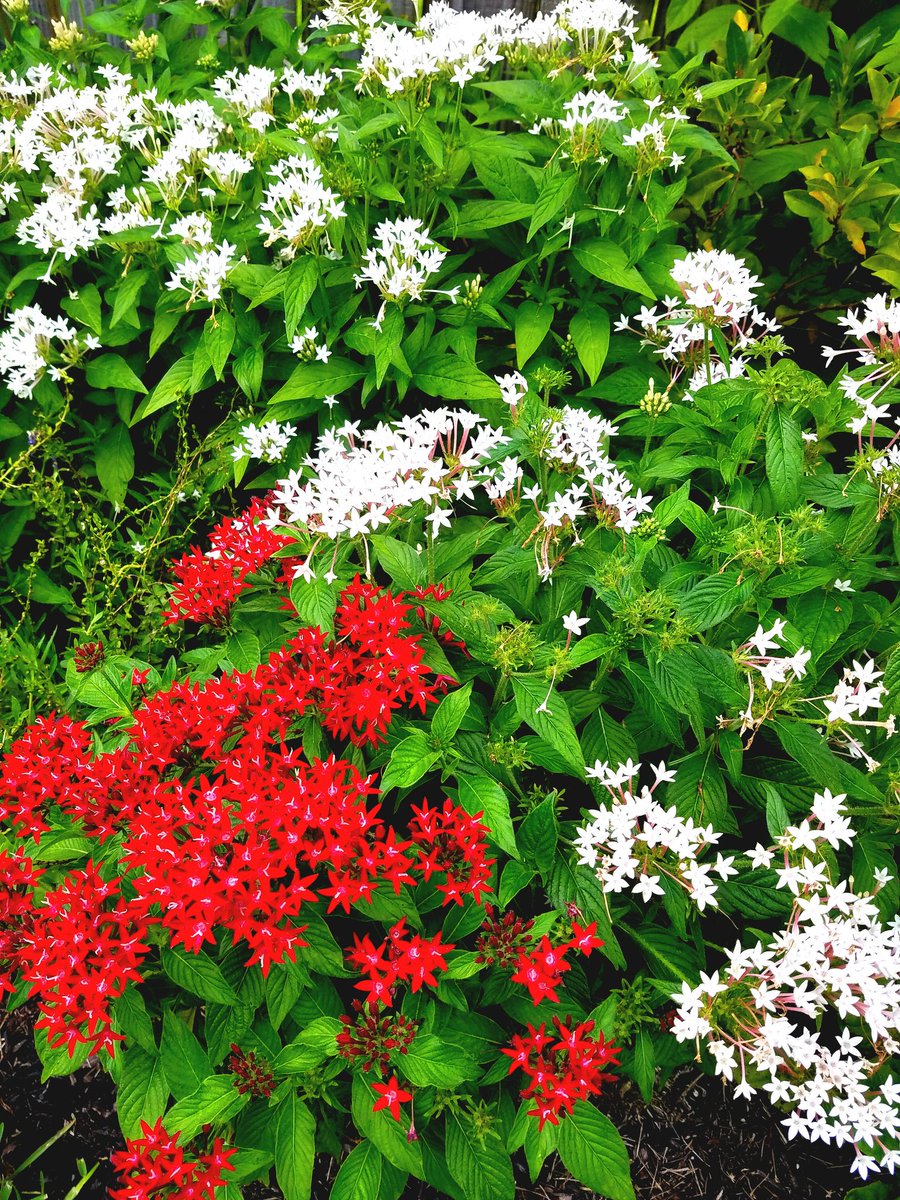 ReMixDesigns_'s tweet image. Enjoying the fruits of my labor...#enjoyingthesmallthings #fruitsofmylabor #smelltheroses