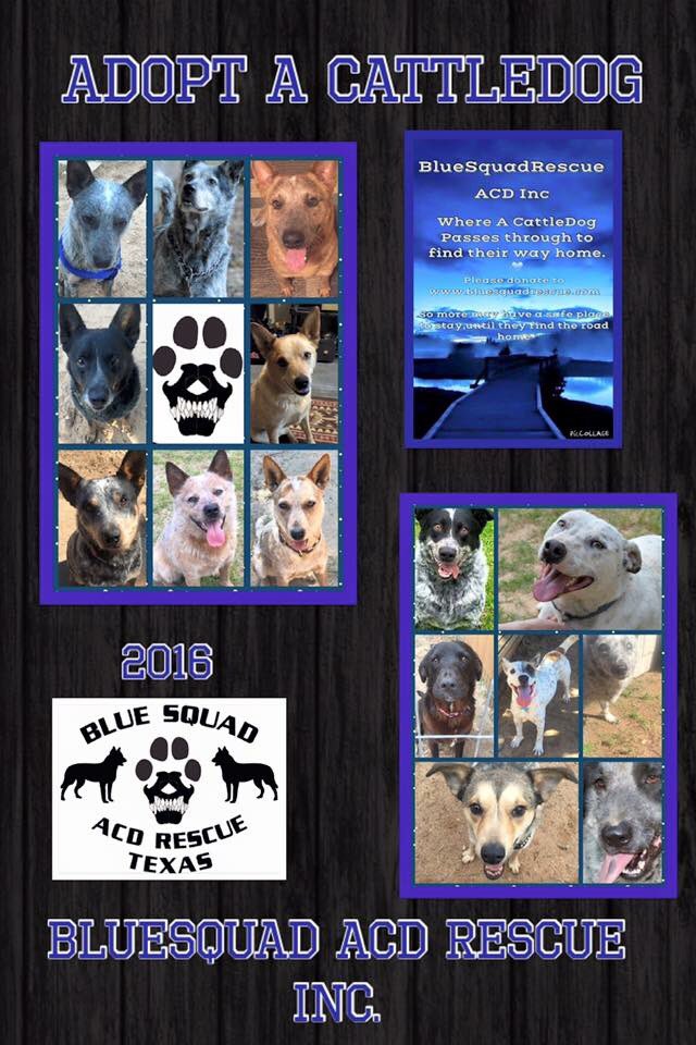❤️BlueSquadRescue❤️ tweet media