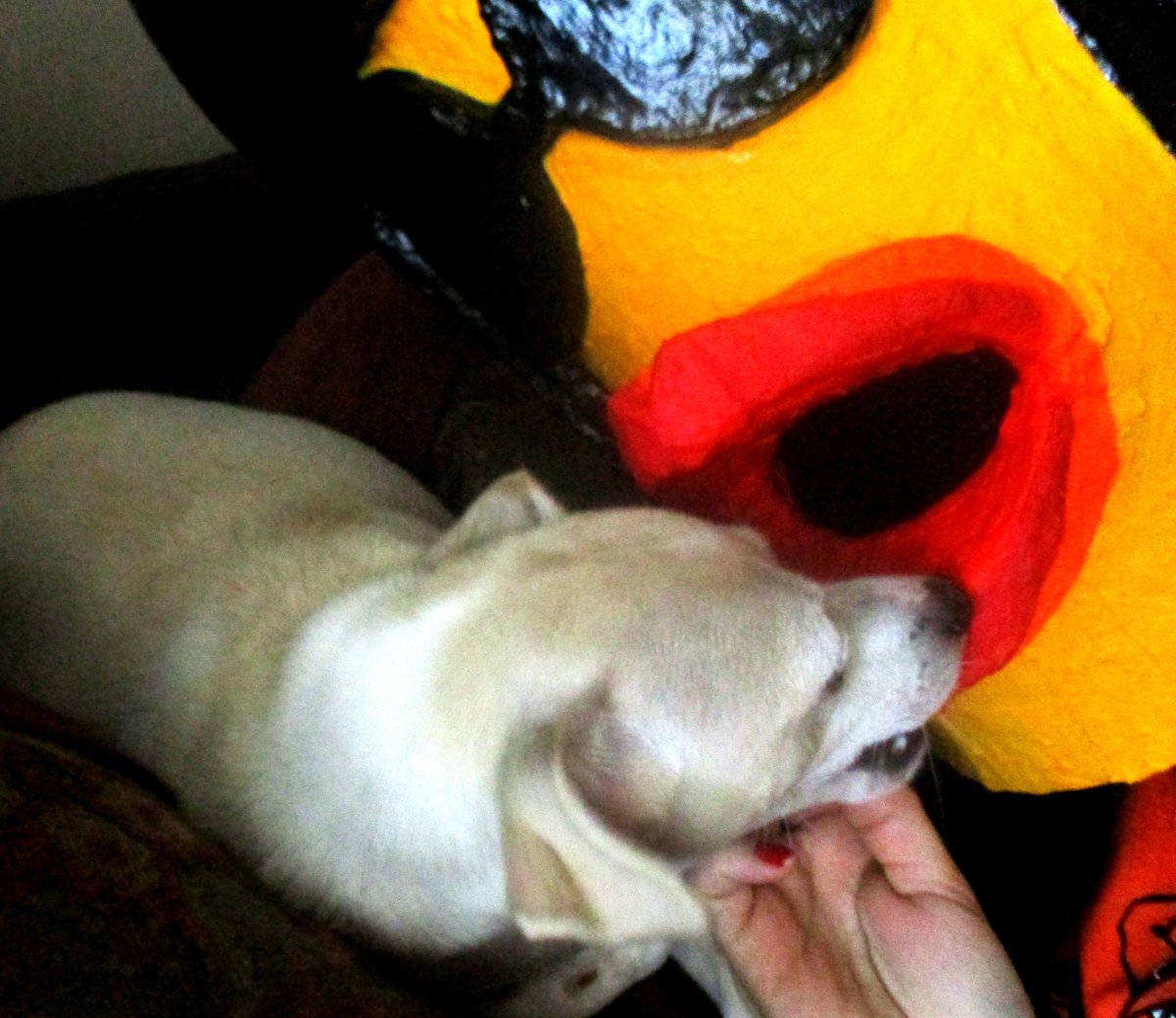 RockinRobin_RCH's tweet image. #WhenYouAdoptAPet make sure they don&apos;t have a taste for chicken. Ouch!