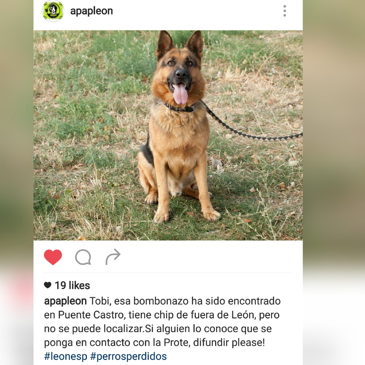 brandypu's tweet photo. Se busca a los papas de #Tobi ,encontrado x #PuenteCastro #leonesp #perrosperdidos ..RT 🙏🙏 #apapleon 🐶 https://t.co/kPX6czBWoQ