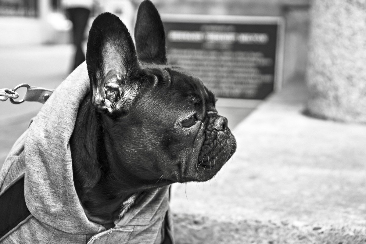 RealPetInsta's tweet photo. #petinsta #petsocialnetwork #pet https://t.co/ChnWXueaUe