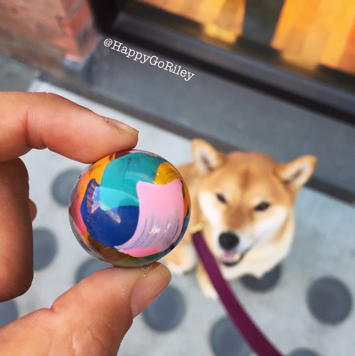 Shake your Bon Bon!!🍫💯🤗 - HappyGoRiley #dogsofnyc #dogdaysofsummer #eater <a href="/swmsweets/">Stick With Me Sweets</a>