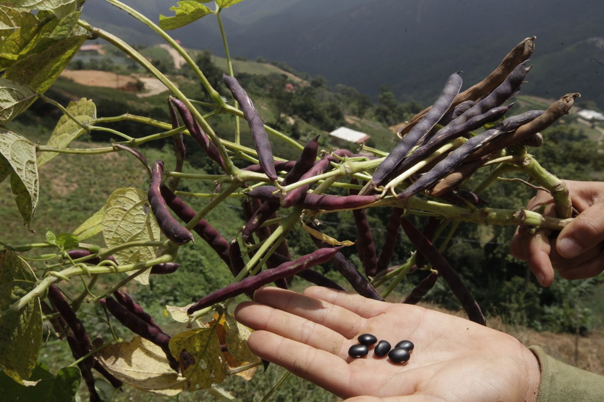 VTVcanal8's tweet photo. Más de 200 comunas estiman producir cinco mil toneladas de alimentos https://t.co/20vxD2gAMK https://t.co/Ljh2ld1SBv