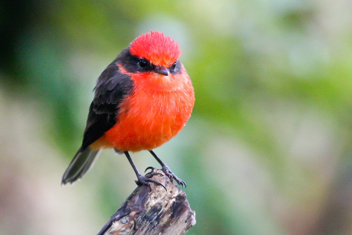 mongabay's tweet photo. Scientists discover the first endemic bird species to go extinct on the Galápagos Islands: https://t.co/RP9eJ5KEkw https://t.co/mffk6iXq4u
