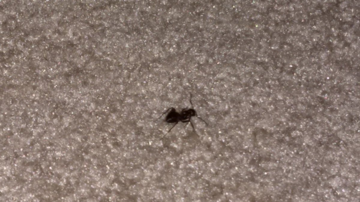 jessfAPbio's tweet photo. Arthropod: Lasius niger
42.229493, -71.565532
@drtryan #2016RangerBio https://t.co/gqWlAF4aaz