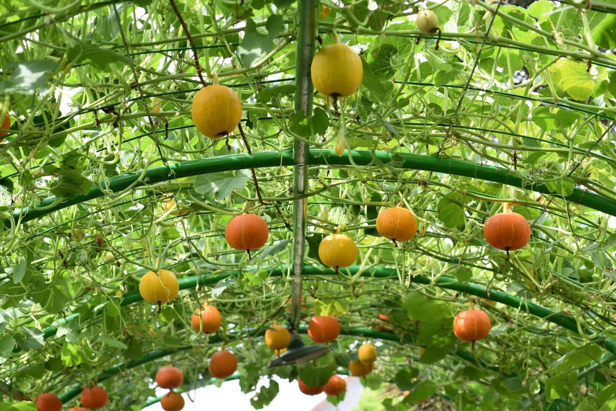 Semoga Allah menambah manfaatmu. Mendapatkan dan memakan rejeki yang halal karena karuniaNya #JumatBerkah