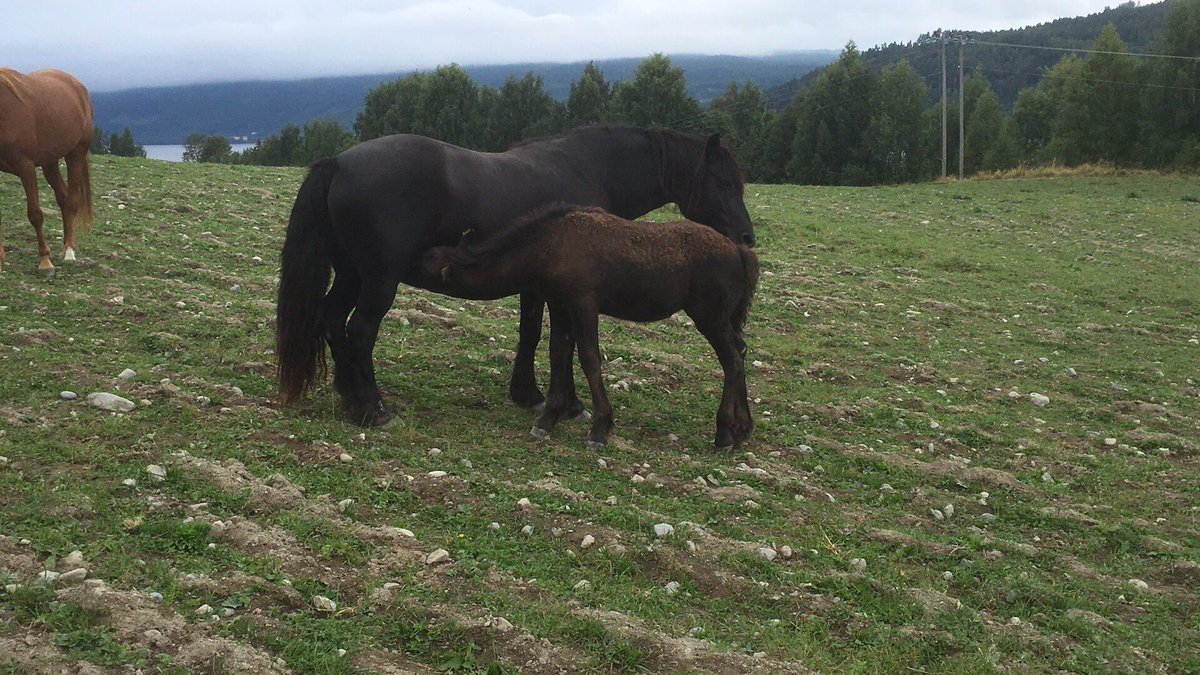 Drokja's tweet image. Hoppeneite