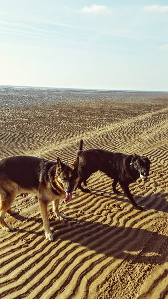 Yey #Doggies Can eat - Another #Brilliant service from <a href="/GJWTitmuss/">GJW Titmuss</a> x x x #Love #Dogs x x x  #Beau #Shadow x x x