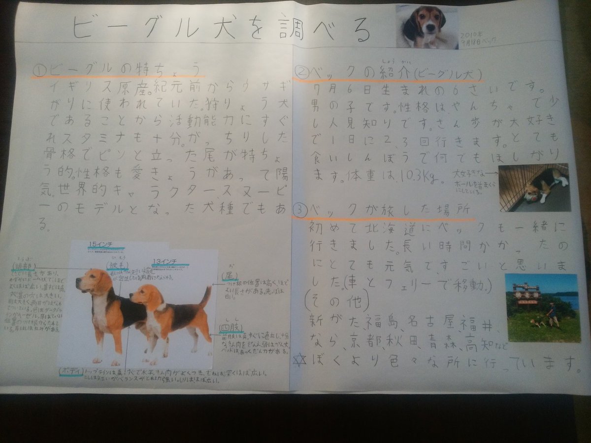 週刊ノマドくん على تويتر 小4夏休み自由研究はビーグル犬大特集 週刊ノマドくん على تويتر 小4夏休み自由研究はビーグル犬大特集