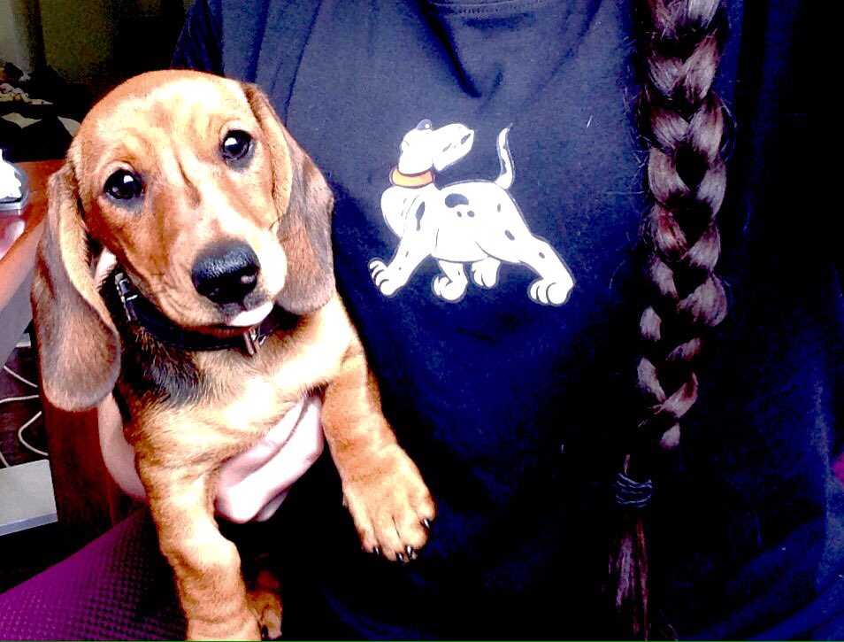 TeilaAllen's tweet photo. #NationalDogDay https://t.co/ESWt6rQLSt