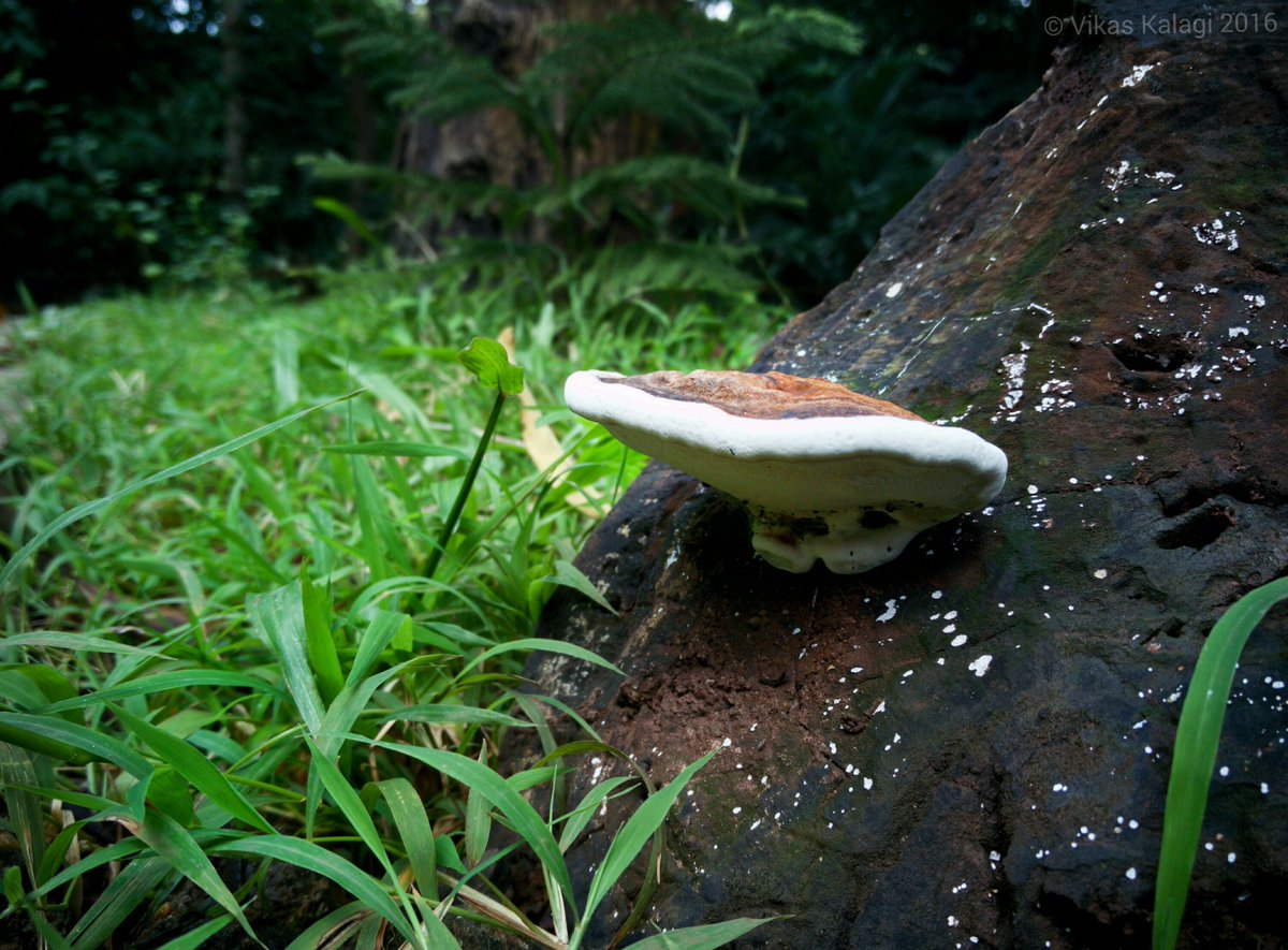 vikaskalagi's tweet image. A mushroom midst the dense forest of Dandeli. 

Help me identify the type of mushroom. 

#helpmeidentify