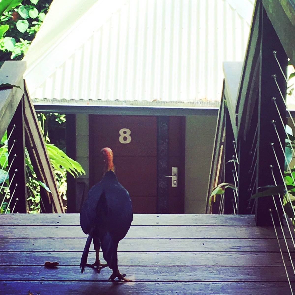 Scrub turkey 🐔 checking in to Canopy Bayan 8 this morning. No luggage. ( no reservation either!)