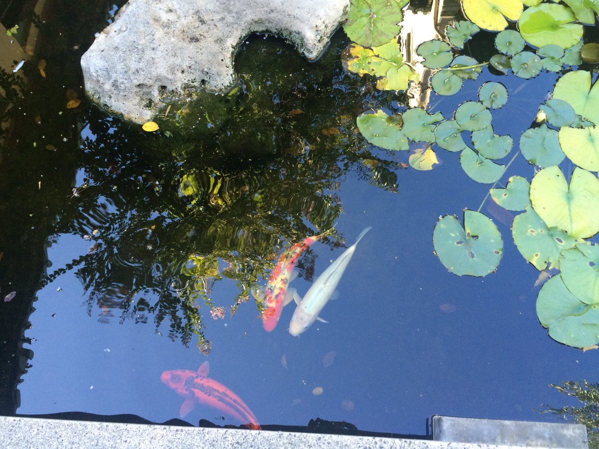 USCPAM's tweet photo. Happy #koifish at #USCPAM! https://t.co/ccbIgS3T2l