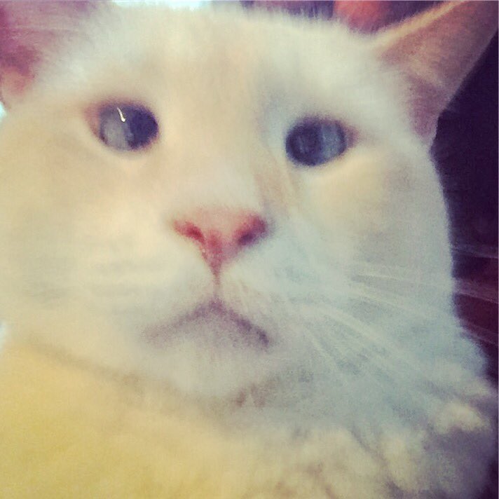 NotEdelweiss's tweet image. #WhenYouAdoptAPet Life takes a whole different twist ...