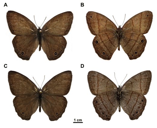 jmguayasamin's tweet photo. Neotropical Biodiversity: Nuevas especies de mariposas (Yphthimoides) en Colombia y Brasil. https://t.co/Rt4nZc561h https://t.co/wnaLvIcZjM