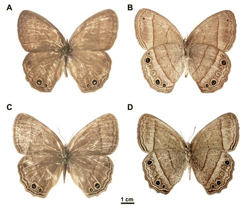 jmguayasamin's tweet photo. Neotropical Biodiversity: Nuevas especies de mariposas (Yphthimoides) en Colombia y Brasil. https://t.co/Rt4nZc561h https://t.co/wnaLvIcZjM