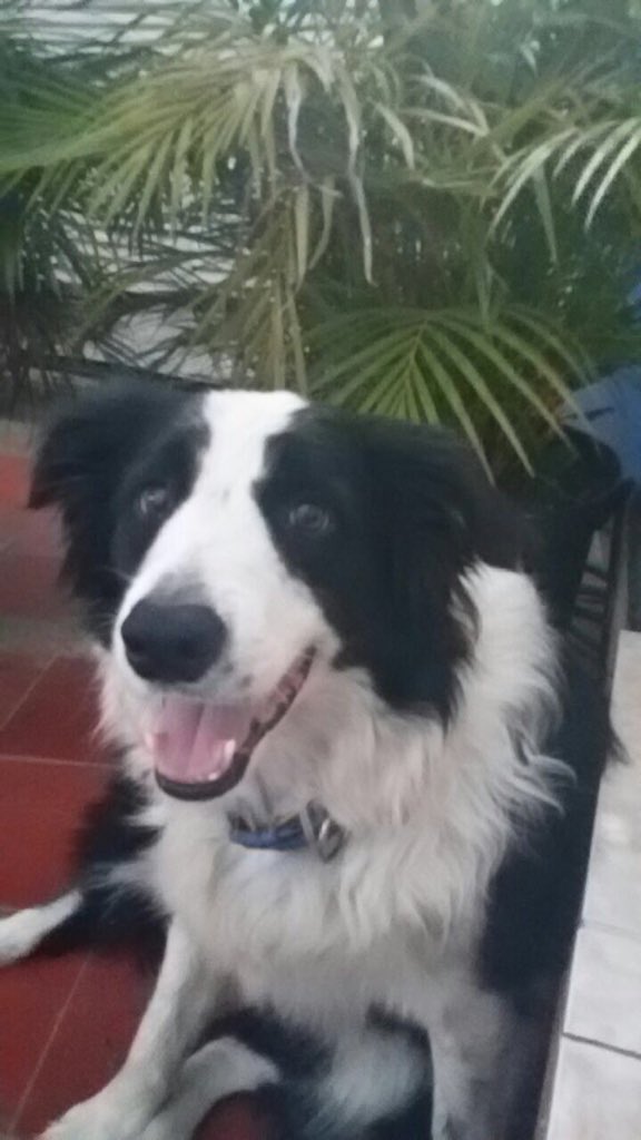 MASCOTASDECALLE's tweet photo. Border collie en adopción,su familia no lo podrá tener más.Estamos ayudando a buscarle una nueva familia responsable https://t.co/Tai4zlZSCZ