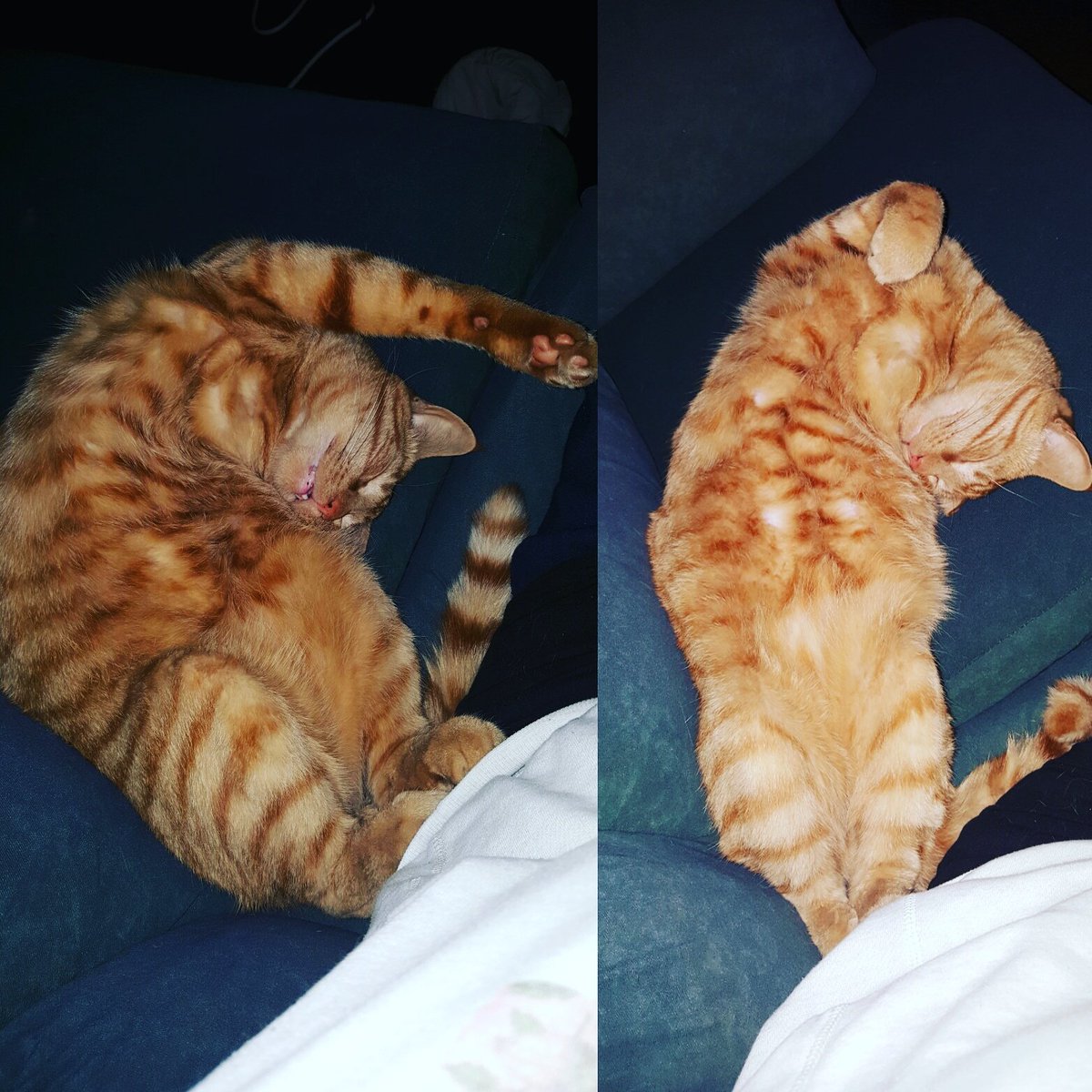 NiMi_cHuKy's tweet photo. My one and only 3 legged #zeus #dreaming https://t.co/GZ2DxrZsod
