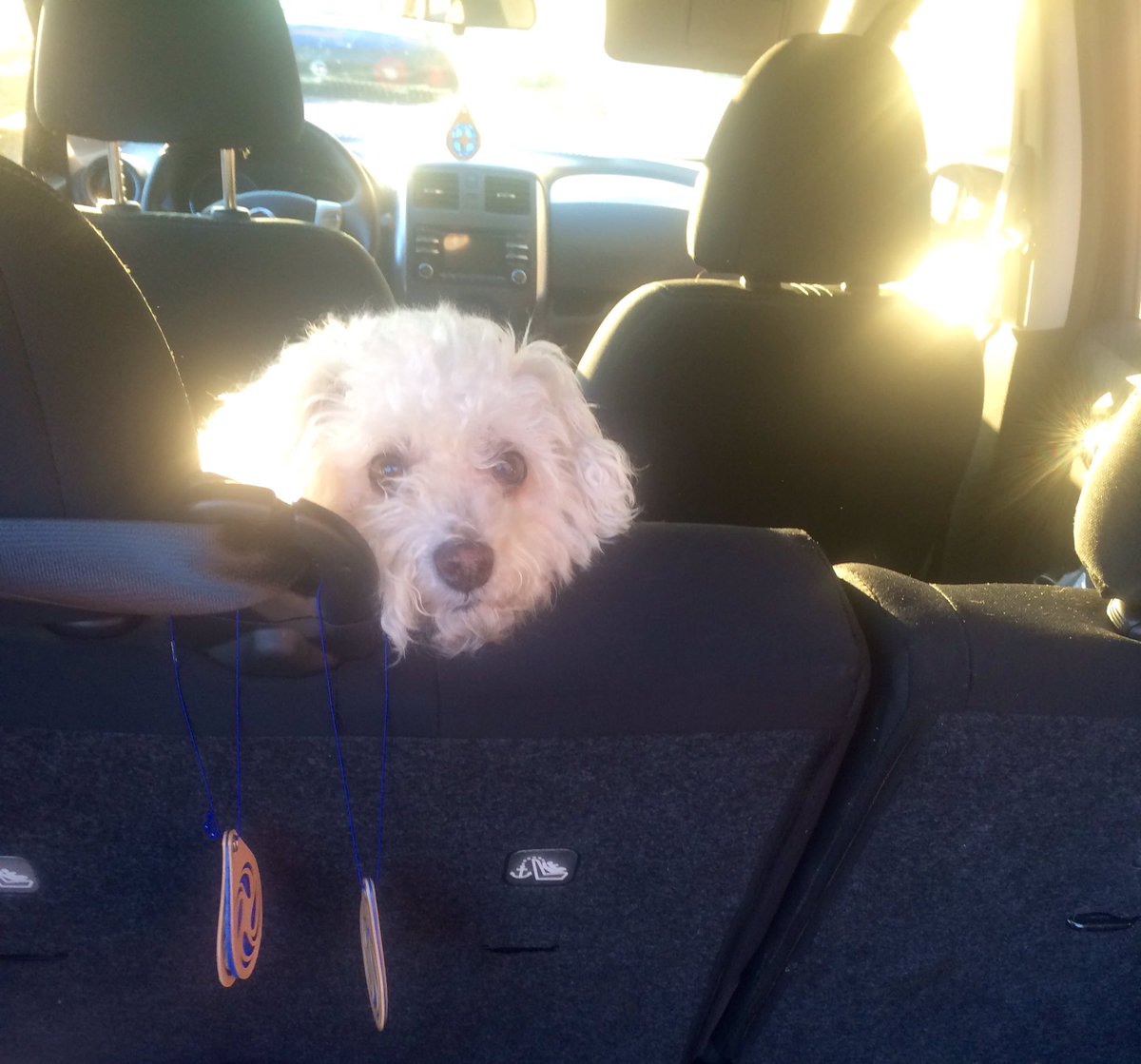 MattthewTComedy's tweet image. You made a best friend for life  #WhenYouAdoptAPet