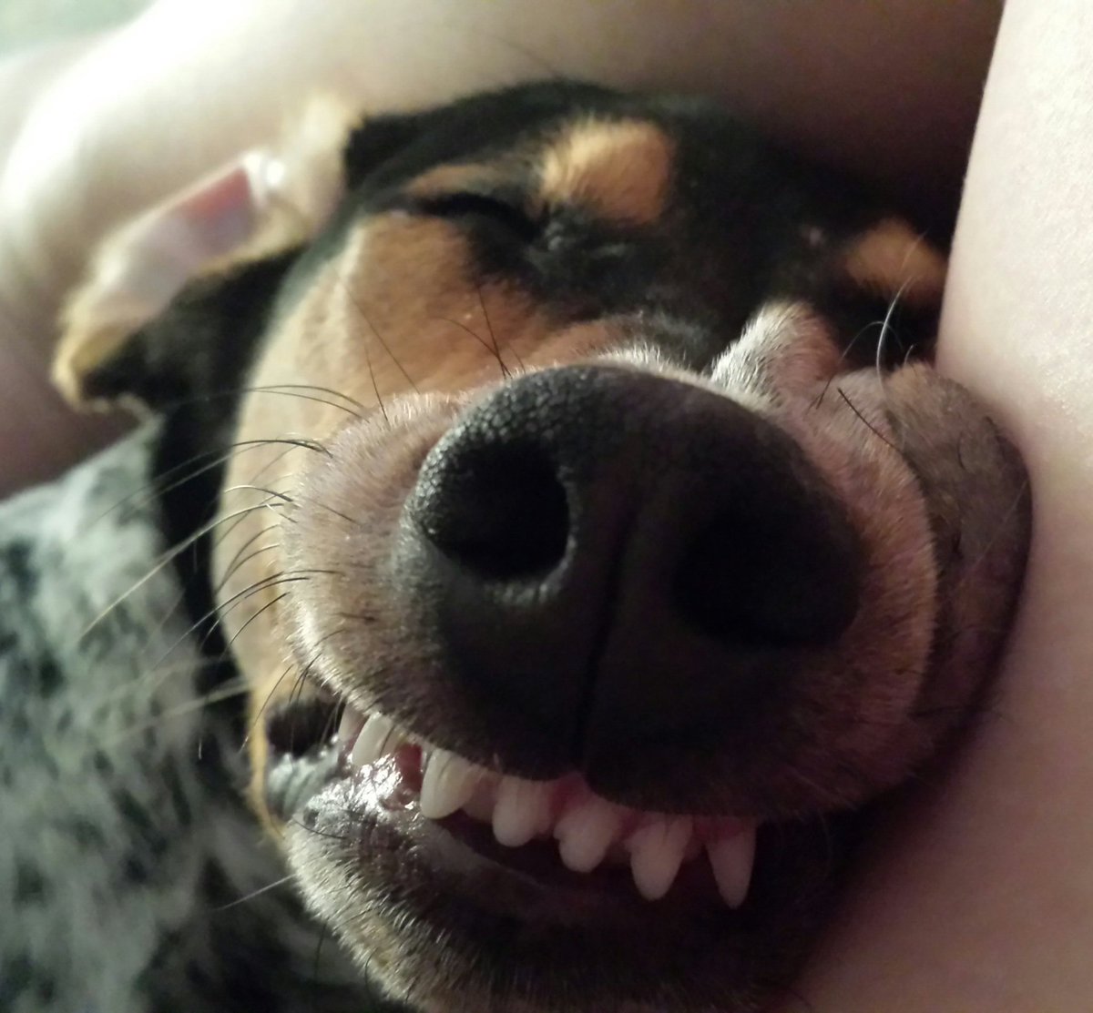 MsLina12's tweet image. #WhenYouAdoptAPet. You wake up to this