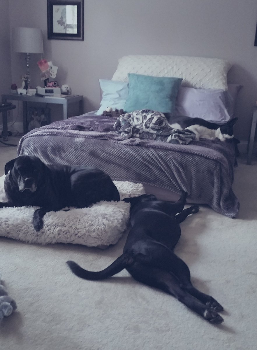 ijerZgirl's tweet image. #WhenYouAdoptAPet you never have to make your bed again! or even get to sleep in it!!! 😆😆😆