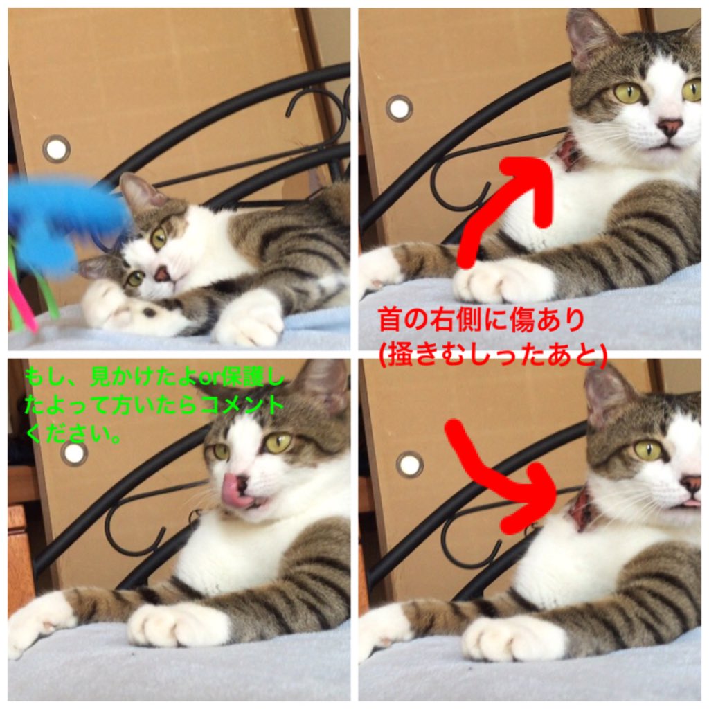 うり V Twitter 拡散希望 友達の猫 ですが8月21日の夜から突然いなくなりました 心当たりのある方連絡ください お願いします W 場所は山口県宇部医療センター周辺です オス猫 で名前は にまる 首輪なし 首の右側に傷あり 迷い猫 宇部 うり V Twitter 拡散希望 友達の猫 ですが8月21日の夜から突然いなくなりました 心当たりのある方連絡ください お願いします W 場所は山口県宇部医療センター周辺です オス猫 で名前は にまる 首輪なし 首の右側に傷あり 迷い猫 宇部