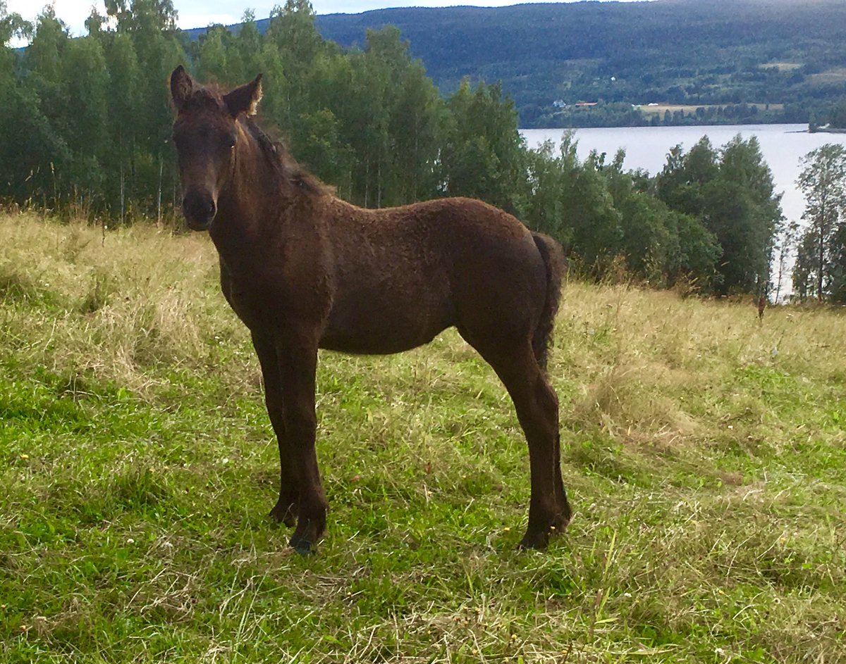 Drokja's tweet image. Thilda